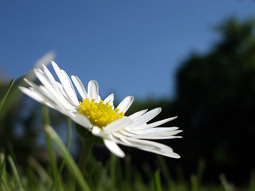 Close up macro photo of a daisy