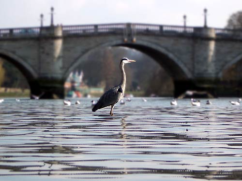 Heron at Richmond upon Thames, London